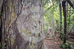 A close up of a kauri tree trunk in a forest
