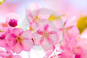 Close up of Kawazu cherry blossoms