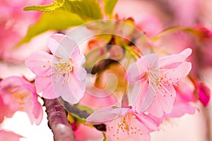 Close up of Kawazu cherry blossoms