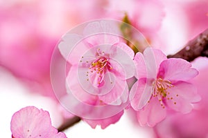 Close up of Kawazu cherry blossoms