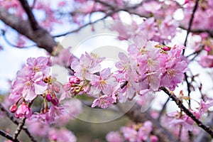 Close-up of Kawazu cherry blossoms in Izu.