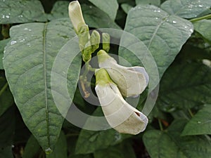 Close up of Kecipir or Psophocarpus tetragonolobus flowers