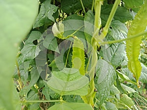 Close up of Kecipir or Psophocarpus tetragonolobus fruit.