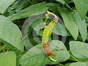 Close up of Kecipir or Psophocarpus tetragonolobus fruit.