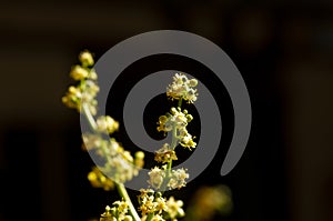 Close up of Kedondong, ambarella or june plum (Spondias dulcis) flowers, in shallow focus