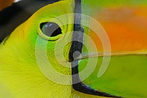 Close up of a keel billed toucan bird at a zoo