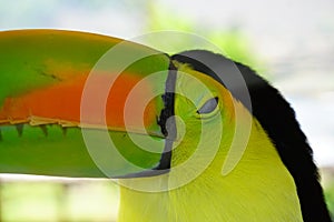 Close up of a keel billed toucan bird at a zoo