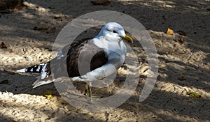 Close-up of a Kelp Gull (Larus dominicanus)