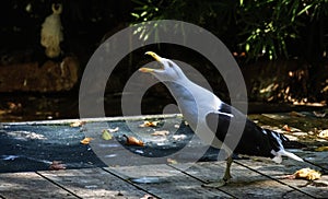 Close-up of a Kelp Gull (Larus dominicanus)