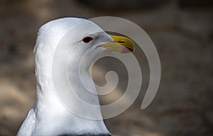 Close -up of a Kelp Gull (Larus dominicanus)