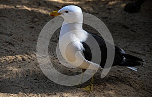 Close -up of a Kelp Gull (Larus dominicanus)