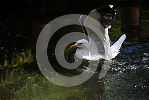 Close -up of a Kelp Gull (Larus dominicanus)