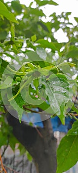 close up of Kenanga (Cananga odorata) leaves and flowers