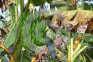 Close up of Kerala Banana Bunch