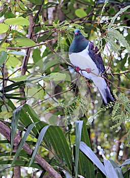 Close up of a Kereru (Hemiphaga novaeseelandiae)