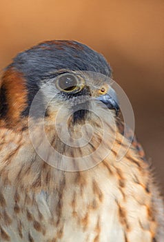 Close-up of Kestral, St Petersburg, Florida