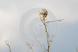 Close-up of Kestrel bird of prey. The bird sits on a twig in the top of the tree. Against a beautiful blue sky with