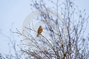 Close-up of Kestrel bird of prey. The bird sits on a twig in the top of the tree. Against a beautiful blue sky with