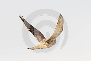 Close up of Kestrel - bird of prey - hovering in the sky, hunting for prey