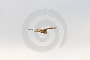 Close up of Kestrel - bird of prey - hovering in the sky, hunting for prey