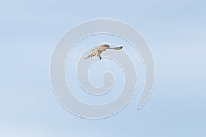 Close up of Kestrel - bird of prey - hovering in the sky, hunting for prey