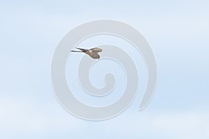 Close up of Kestrel - bird of prey - hovering in the sky, hunting for prey