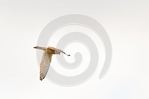 Close up of Kestrel - bird of prey - hovering in the sky, hunting for prey