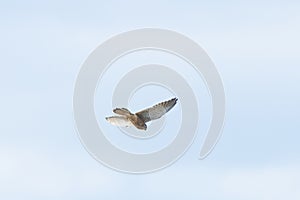 Close up of Kestrel - bird of prey - hovering in the sky, hunting for prey