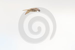 Close up of Kestrel - bird of prey - hovering in the sky, hunting for prey