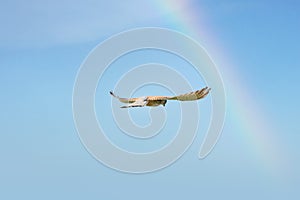 Close-up of Kestrel bird of prey hovers against a beautiful blue sky with a rainbow, hunting for prey