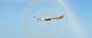 Close-up of Kestrel bird of prey hovers against a beautiful blue sky with a rainbow, hunting for prey. cover, Webbanner