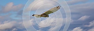 Close-up of Kestrel bird of prey hovers against a beautiful blue sky with white clouds, hunting for prey. cover