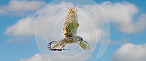 Close-up of Kestrel bird of prey hovers against a beautiful blue sky with white clouds, hunting for prey. cover