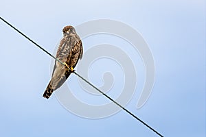 Close up of Kestrel - bird of prey - perched on wire