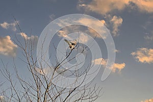 Close-up of a Kestrel bird of prey sits in the top of a bare tree. Against a blue and orange colored sky