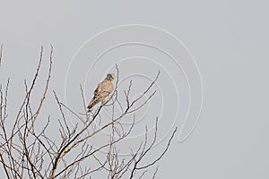 Close-up of a Kestrel bird of prey sits in the top of a bare tree. Against a gray colored sky