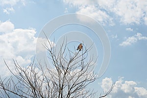 Close-up of a Kestrel bird of prey sits in the top of a bare tree. Against a nice blue and white colored sky