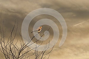 Close-up of a Kestrel bird of prey sits in the top of a tree. Against a dramatically golden and blue colored sky