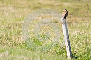 Close-up of Kestrel bird of prey sitting on a pole in the grass, hunting for prey. in rear view