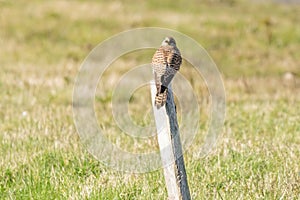 Close-up of Kestrel bird of prey sitting on a pole in the grass, hunting for prey. in rear view