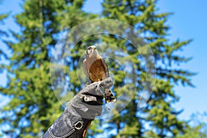 Close up of kestrel on handlers arm at a Vancouver Island rescue