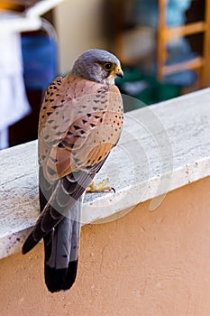 Close up of a kestrel perched on a parapet