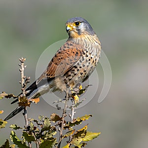 Close-up of The kestrel is a type of bird of prey in the Falconidae family