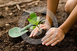 Close up Kid hand planting young tree