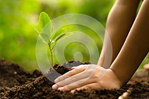 Close up Kid hand planting young tree