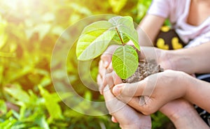 Close up kids hands holding seedlings on palm for forest conservation