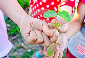 Close up kids hands holding seedlings on palm for forest conservation