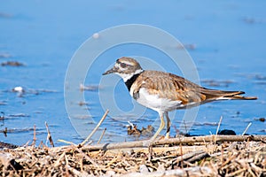 Close up of Killdeer Charadrius vociferus on the shoreline of a pond in Merced National Wildlife Refuge, Central California