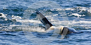 Close up of killer whale orca swimming and playing in the ocean