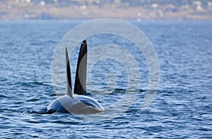 Close up of killer whale orca swimming and playing in the ocean